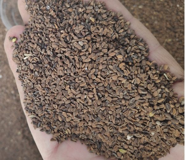 Faselya Tohumu (Arı Otu 1 kg.)